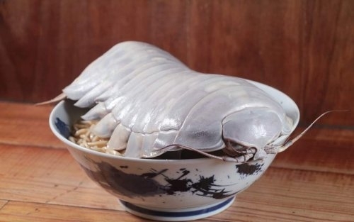 台湾大王具足虫拉面341元一碗 学者：海蟑螂远亲 可能会中毒