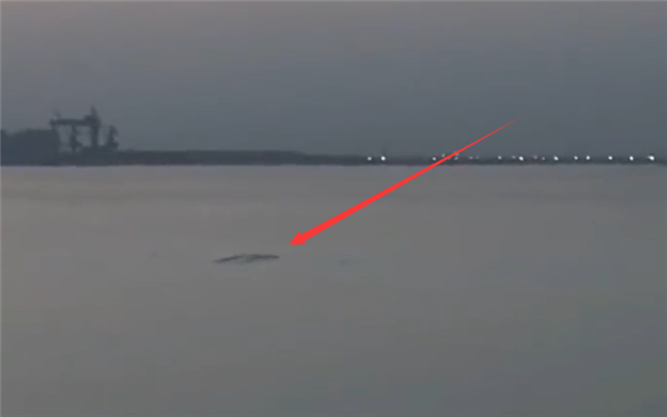 现场视频曝光 男子称拍到5米长不明生物：快到岸边时直接消失