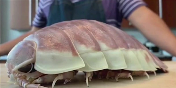 台湾大王具足虫拉面341元一碗 学者：海蟑螂远亲 可能会中毒(图4)