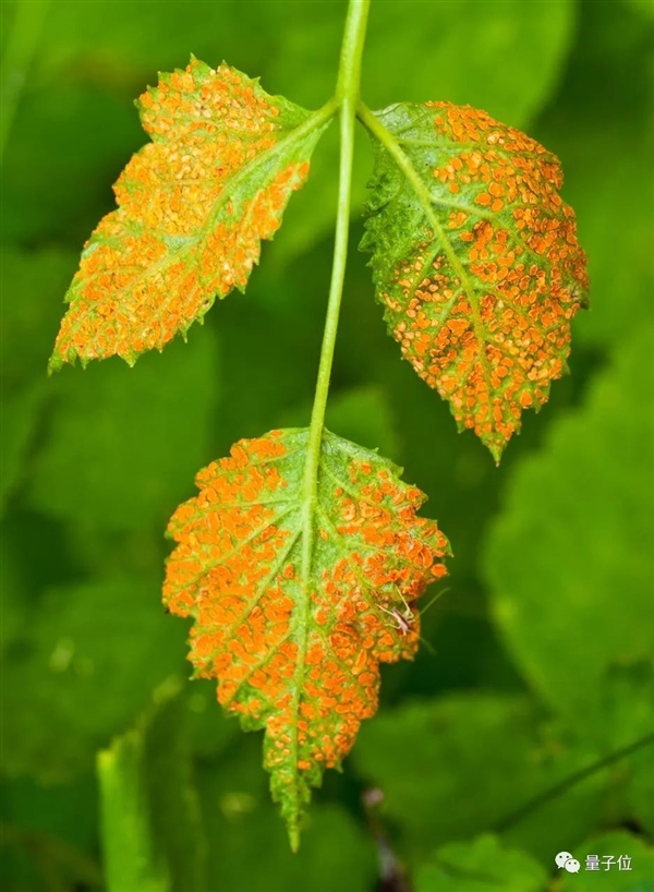 取代C++!3.6万行Rust代码改写Windows内核:最早竟用来修电梯(图5) 取代C++!3.6万行Rust代码改写Windows内核:最早竟用来修电梯(图5)